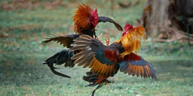 Chia sẻ cách thức tham gia tựa game đá gà SV388 ở nhà cái