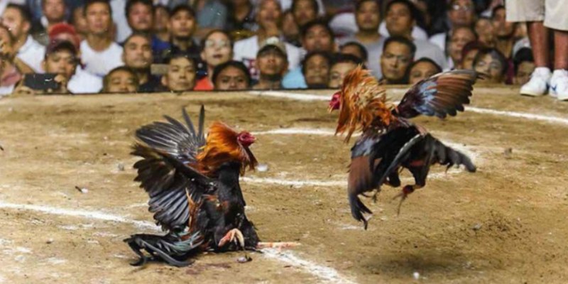 Điểm đặc biệt tại giải đấu